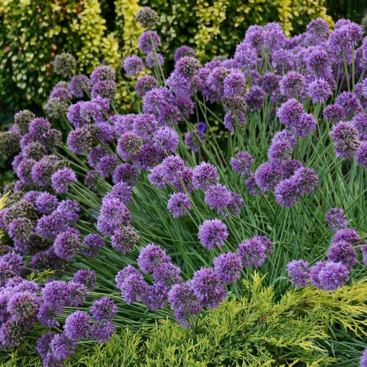 Medusa Flowering Onion