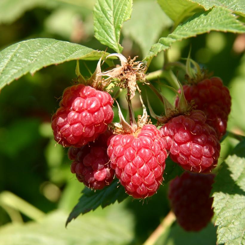 Meeker Red Raspberry