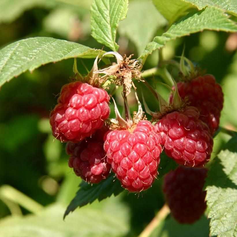 Meeker Red Raspberry