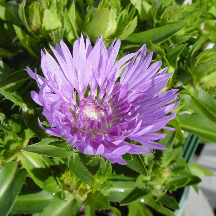 Mel's Blue Stoke's Aster