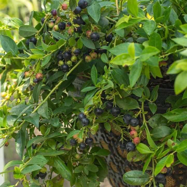 Midnight Cascade Blueberry