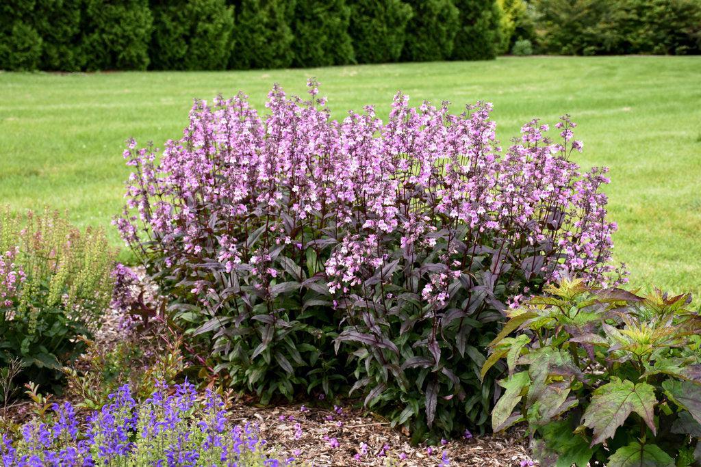 Midnight Masquerade Beardtongue