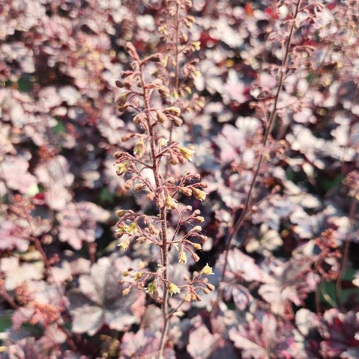 Midnight Rose Coralbells