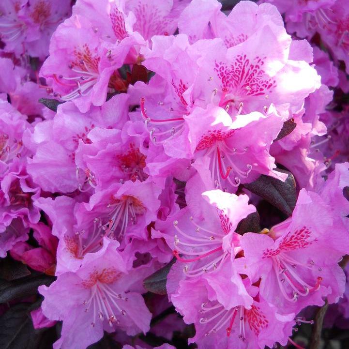 Midnight Ruby Rhododendron