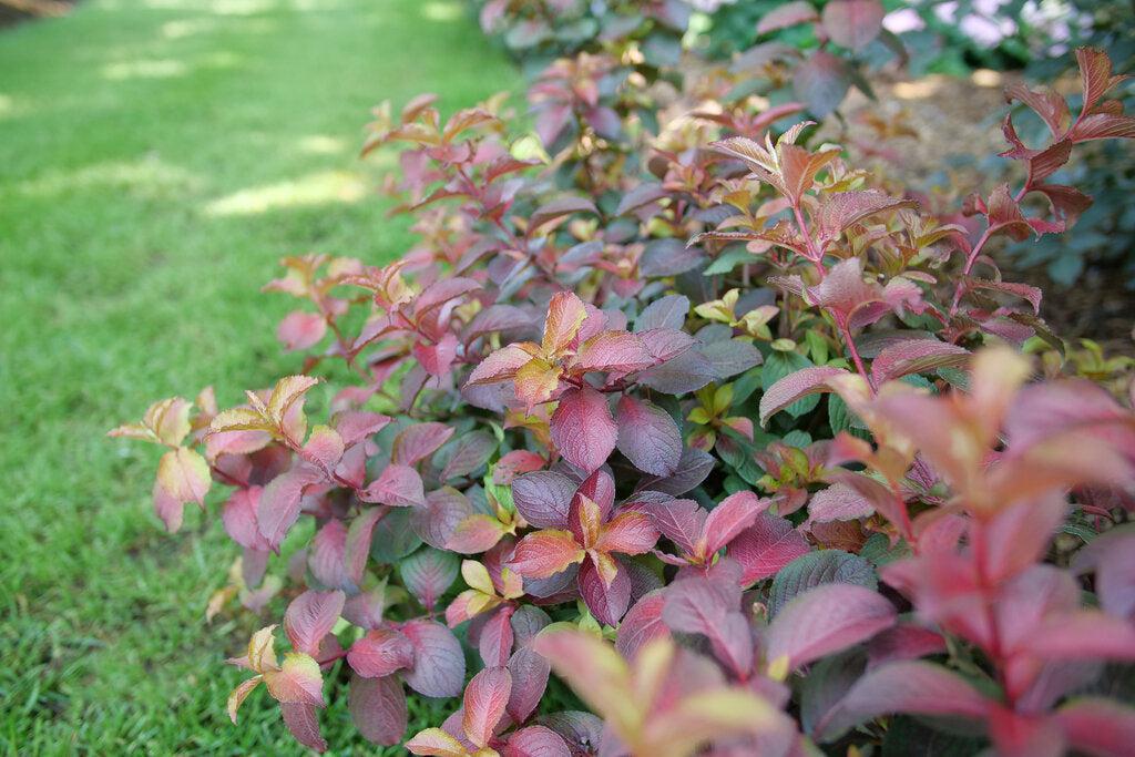 Midnight Sun® Reblooming Weigela