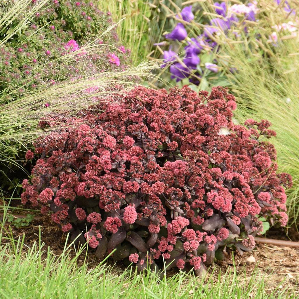 Midnight Velvet Stonecrop