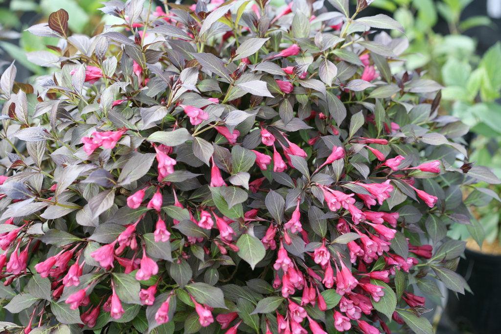 Midnight Wine Shine® Weigela
