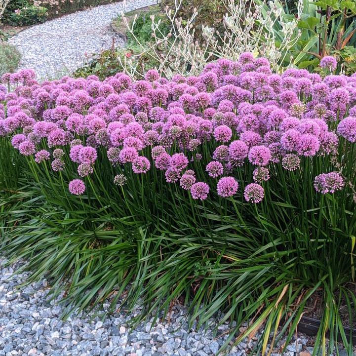 Millenium Flowering Onion