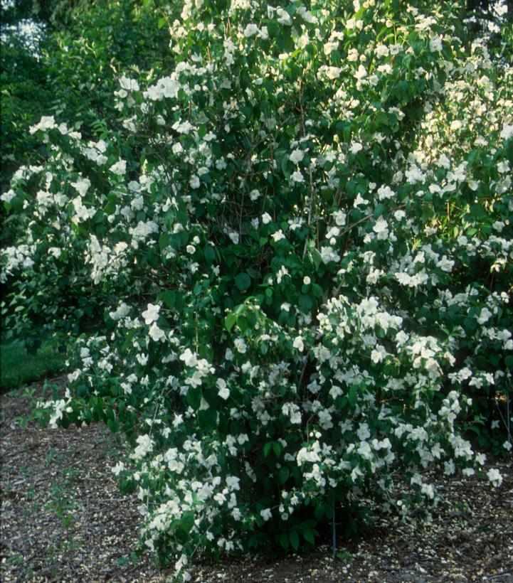 Minnesota Snowflake Mock Orange