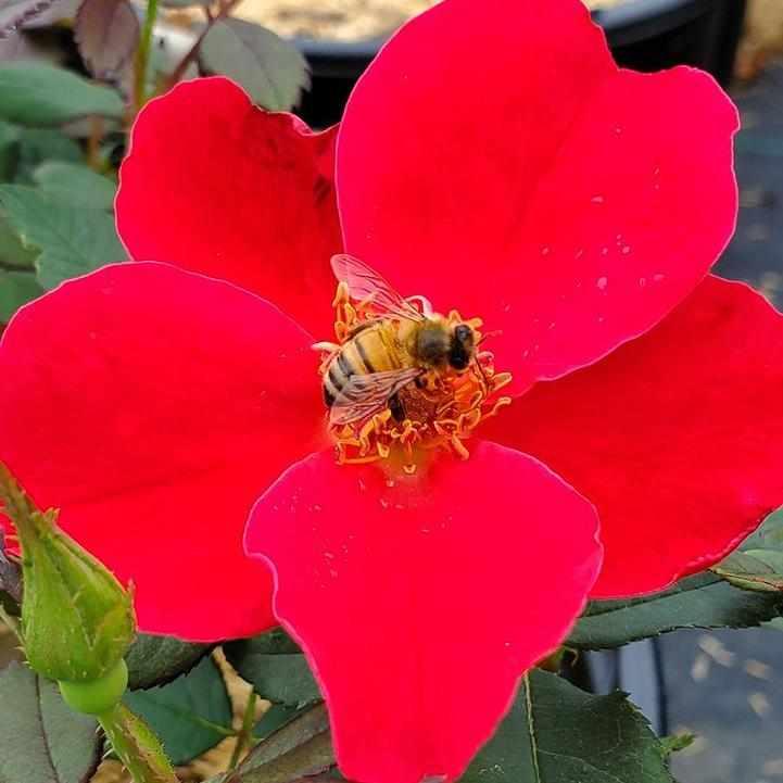Miracle on the Hudson® Rose