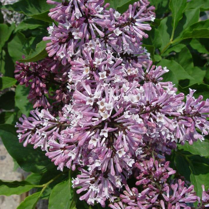 Miss Kim Lilac