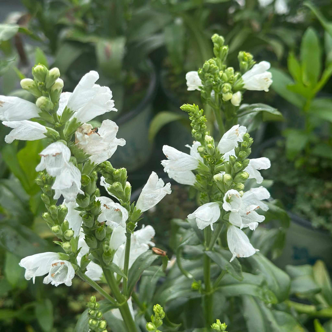 physostegia-vir-miss-manners-obedient-plant