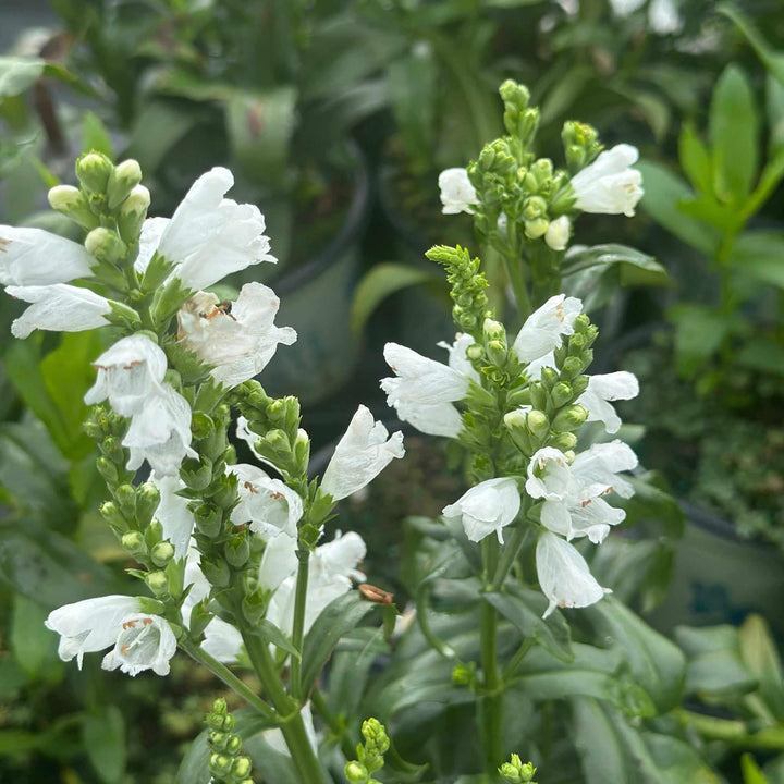 physostegia-vir-miss-manners-obedient-plant
