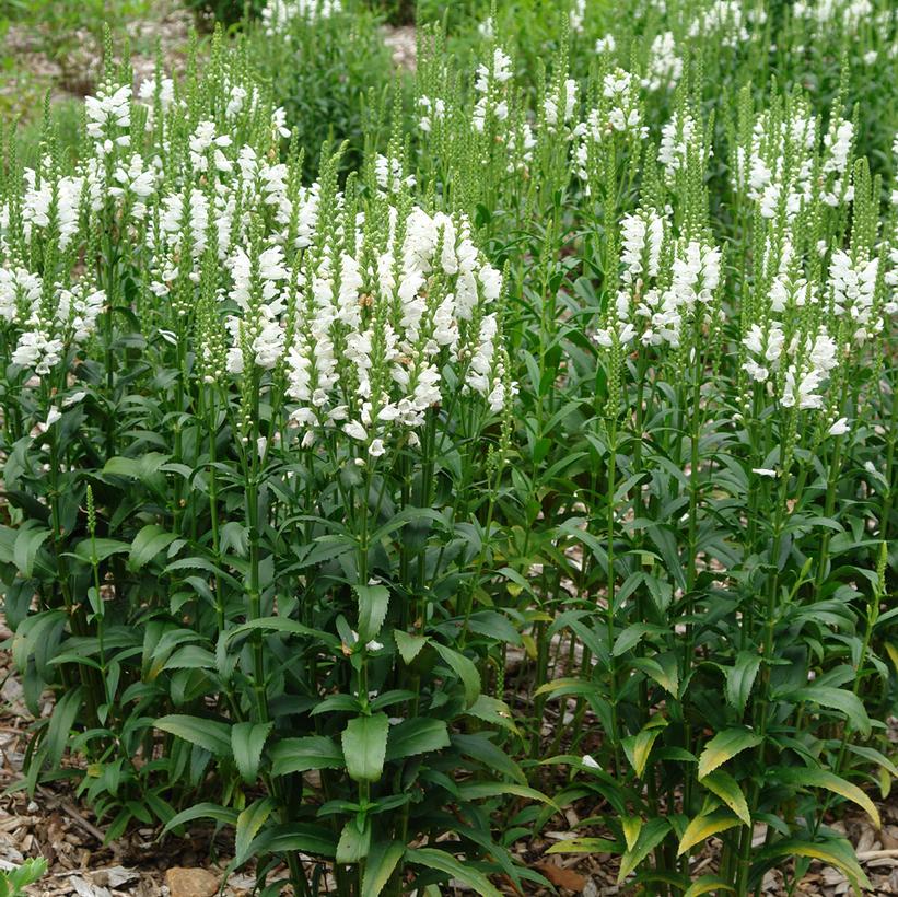 Miss Manners Obedient Plant