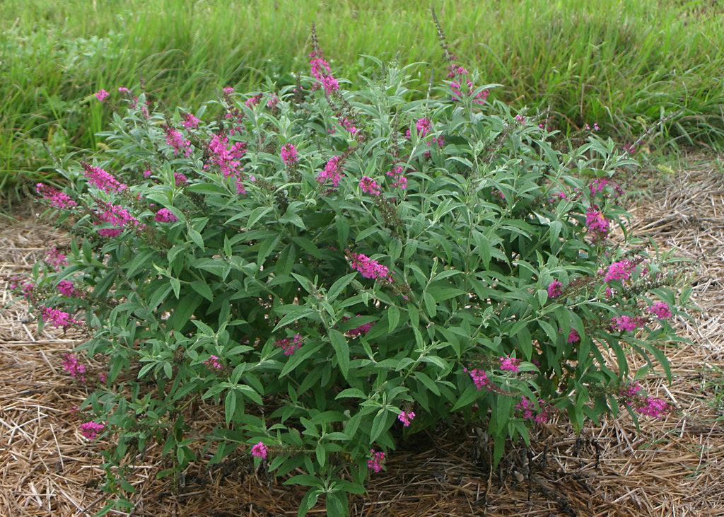 Miss Ruby Butterfly Bush