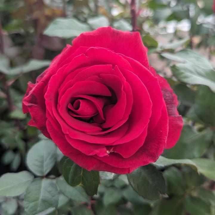Mister Lincoln Hybrid Tea Rose