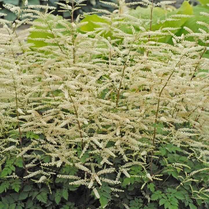 Misty Lace Goatsbeard