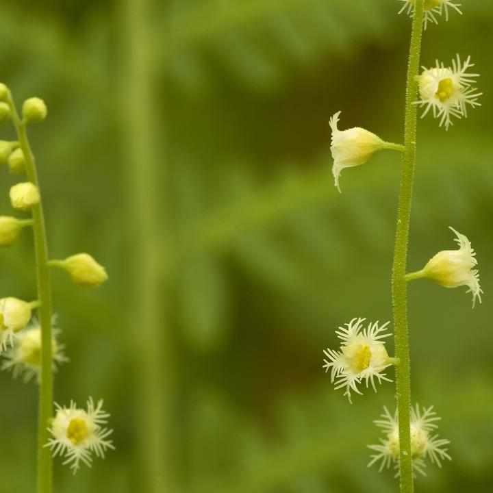 Mitella diphylla
