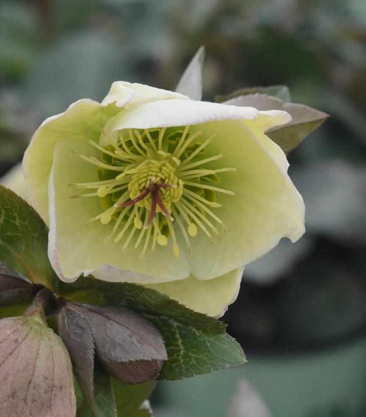 Molly's White Lenten Rose