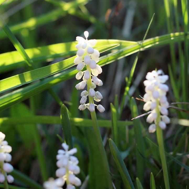 Monroe's White Lilyturf