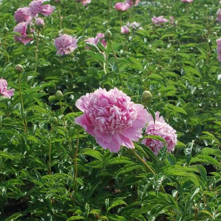 Monsieur Jules Elie Peony