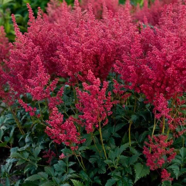 Montgomery Astilbe
