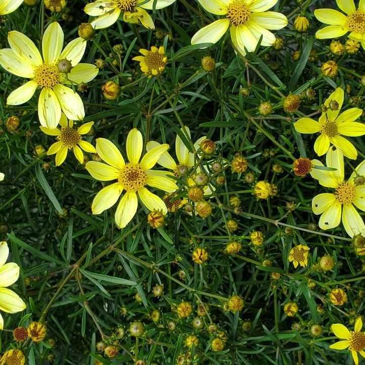 Moonbeam Threadleaf Tickseed