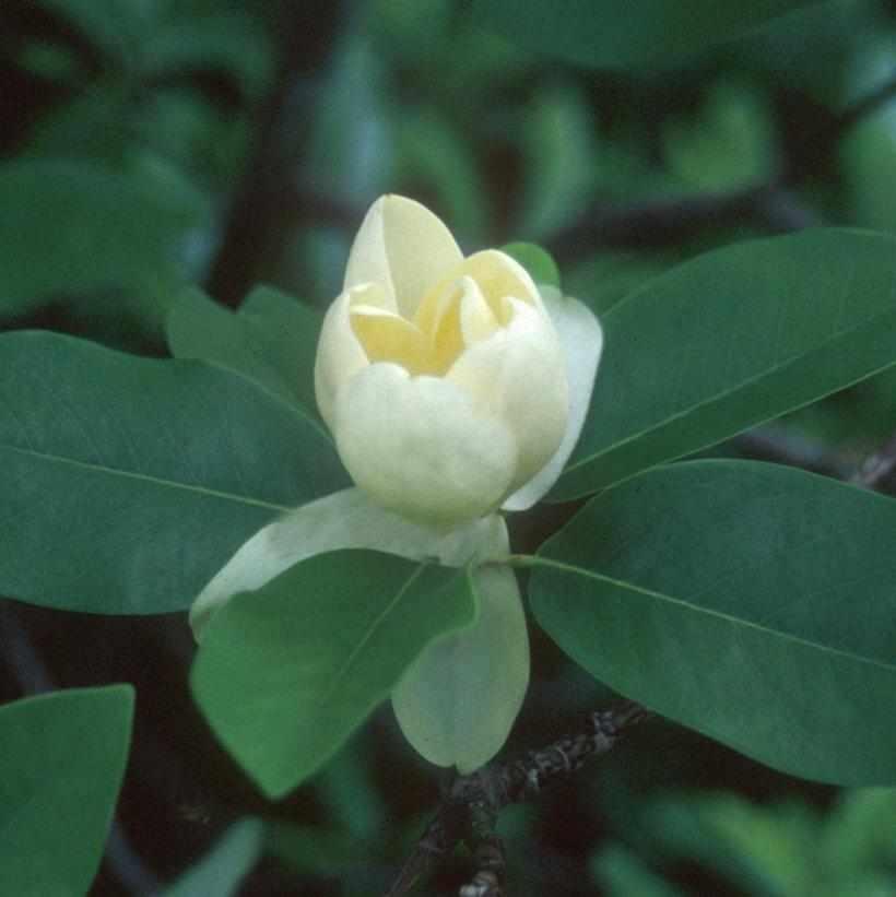 Moonglow Sweetbay Magnolia