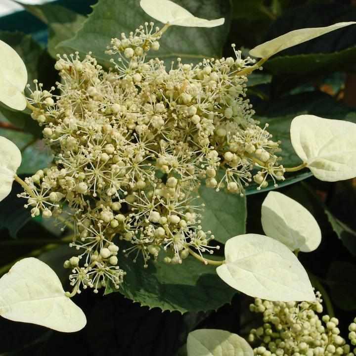 Moonlight False Climbing Hydrangea