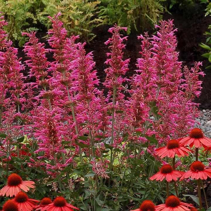 Morello Hummingbird Mint