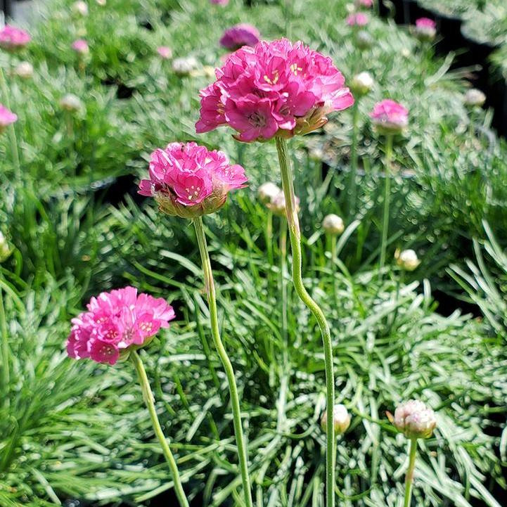 Morning Star Deep Rose Sea Thrift