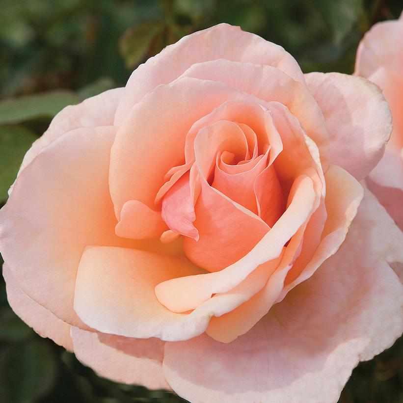 Mother of Pearl® Grandiflora Rose