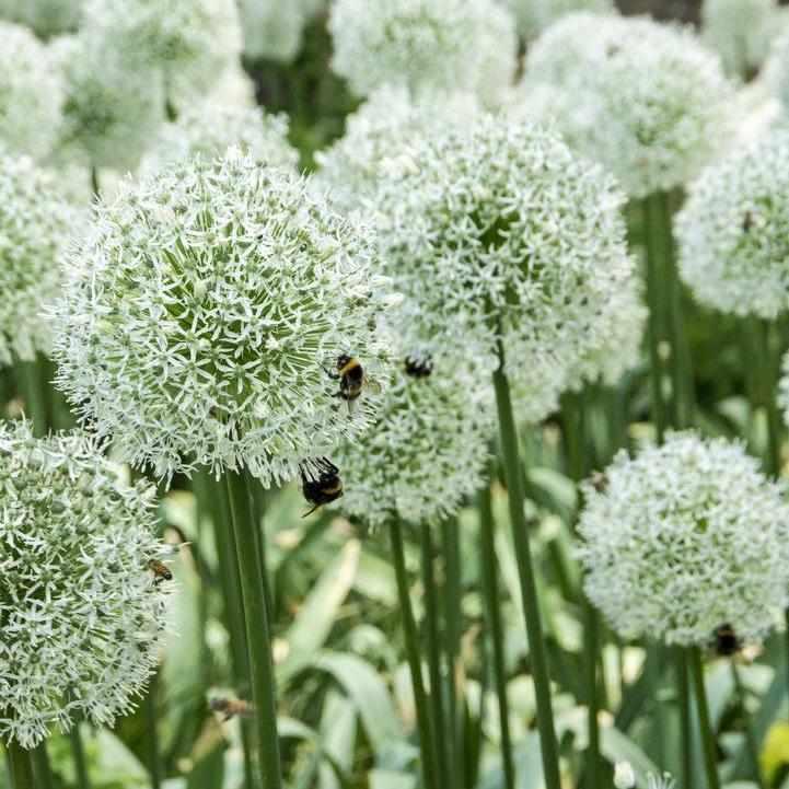 Mount Everest Flowering Onion
