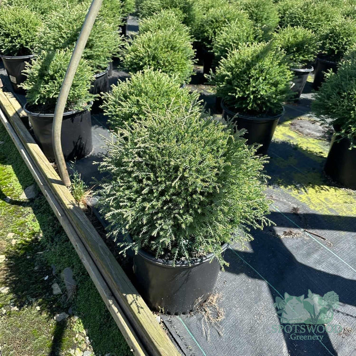 thuja-mr-bowling-ball-arborvitae-2