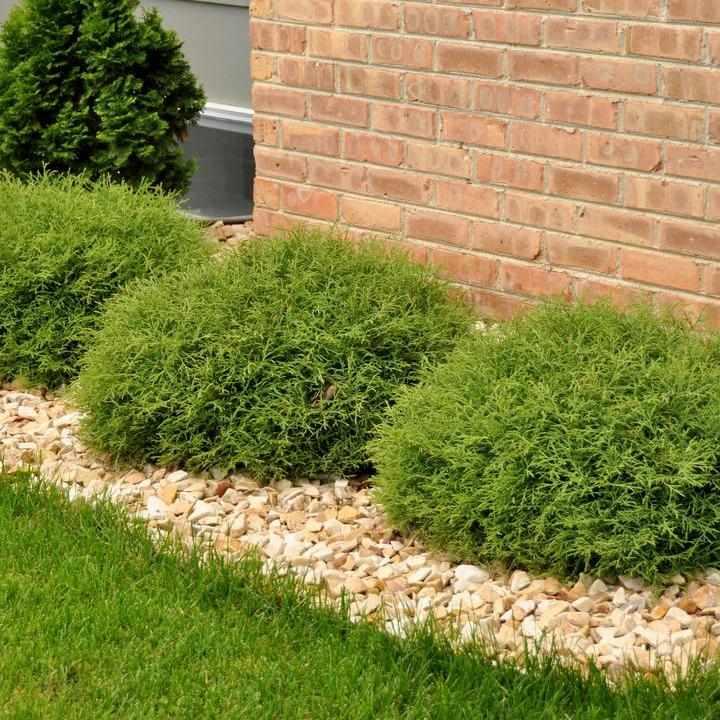 Mr. Bowling Ball® American Arborvitae