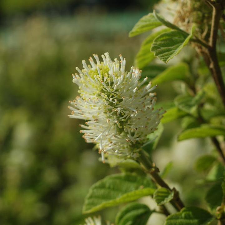 Mt. Airy Fothergilla