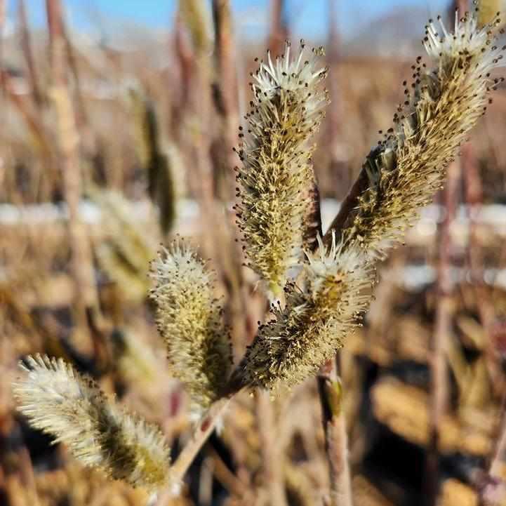 Mt. Aso Pussy Willow