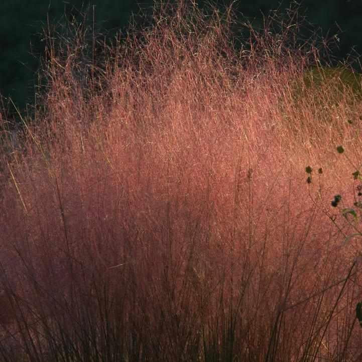 Muhly Grass