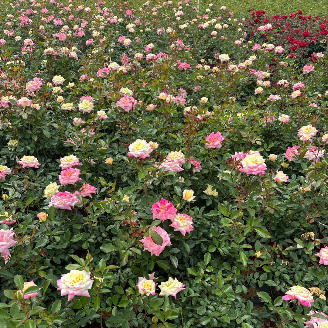 Music Box Shrub Rose