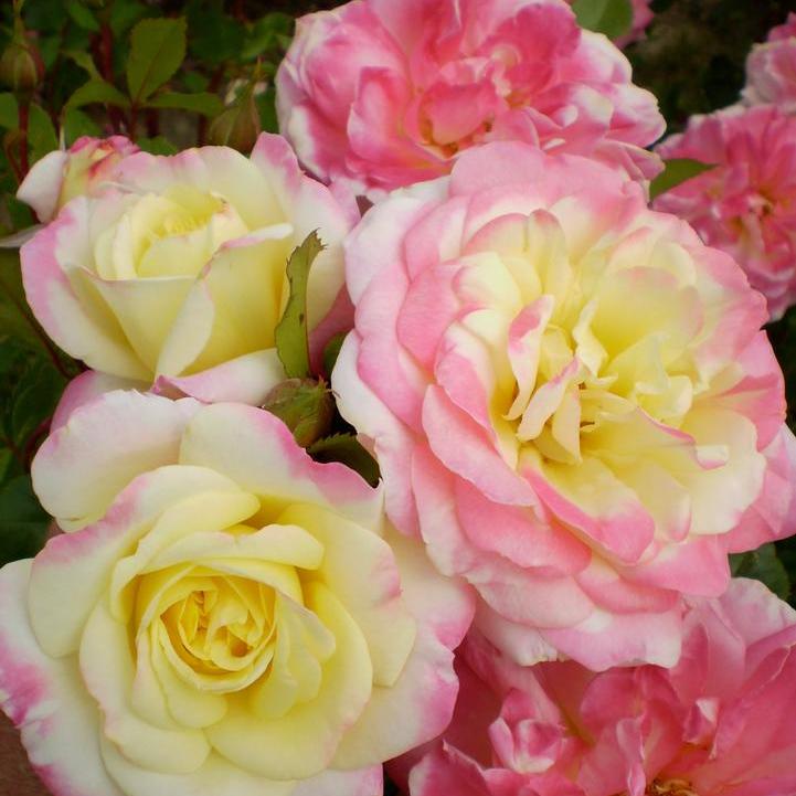 Music Box Shrub Rose