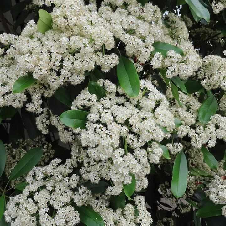 Nannyberry Viburnum