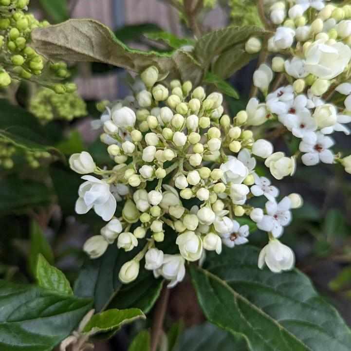 Nantucket Viburnum