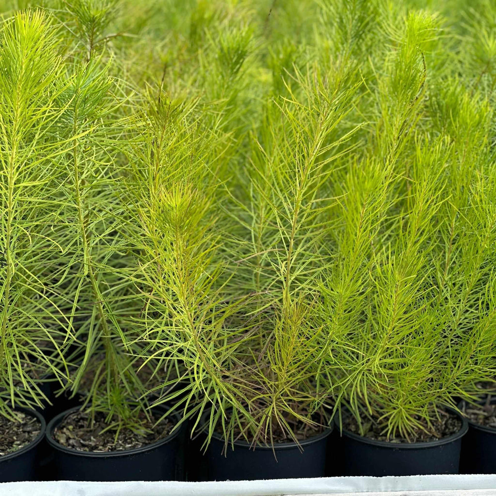 amsonia-hubrectii-narrowleaf-blue-star