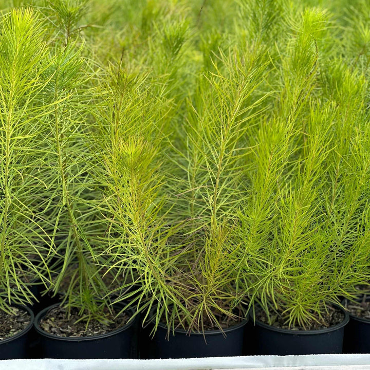 amsonia-hubrectii-narrowleaf-blue-star