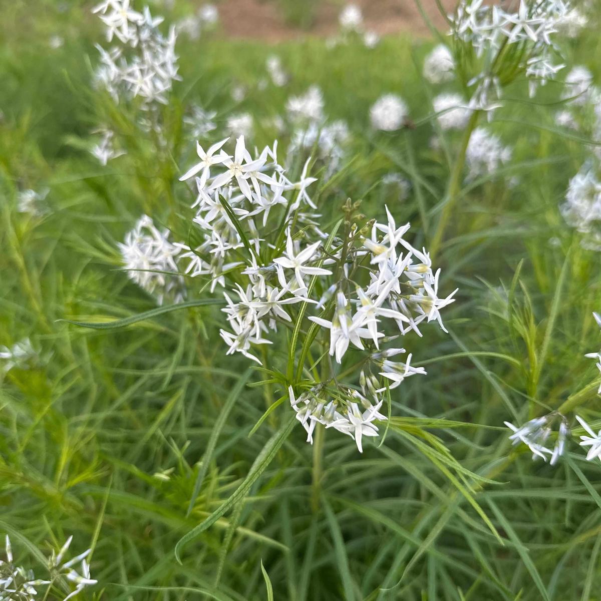 Narrowleaf Blue Star – Spotswood Greenery
