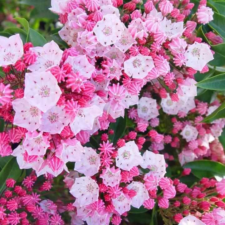 Nathan Hale Mountain Laurel