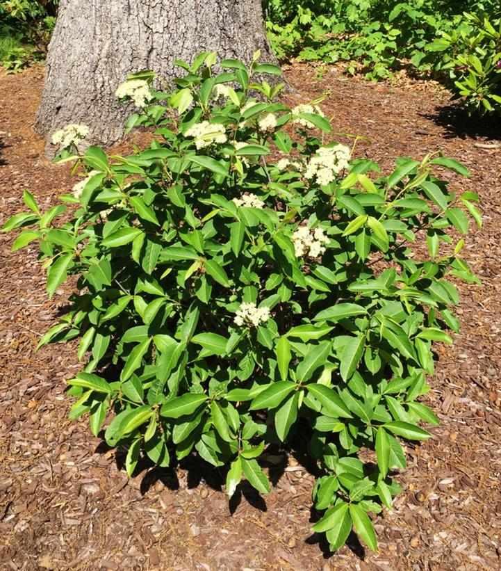 NativeStar® Raisinette Virburnum