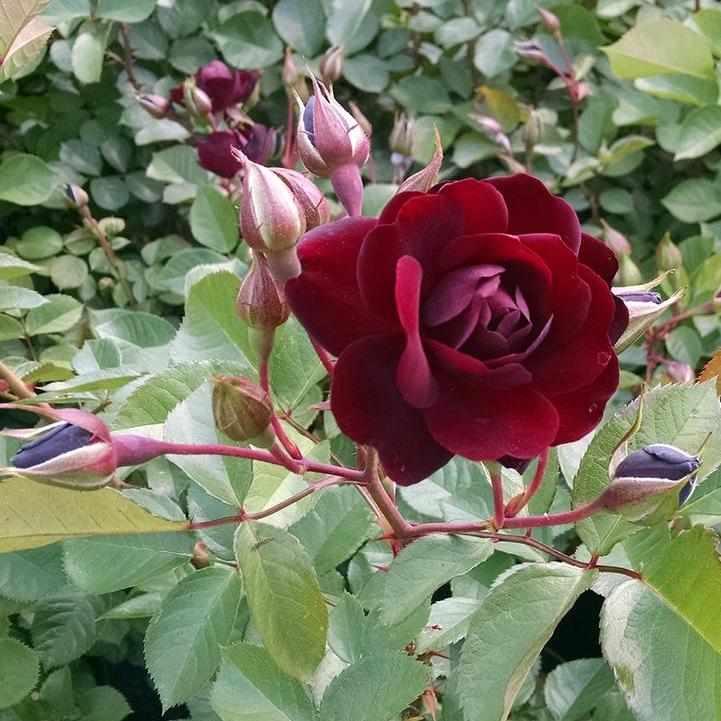 Navy Lady Rose