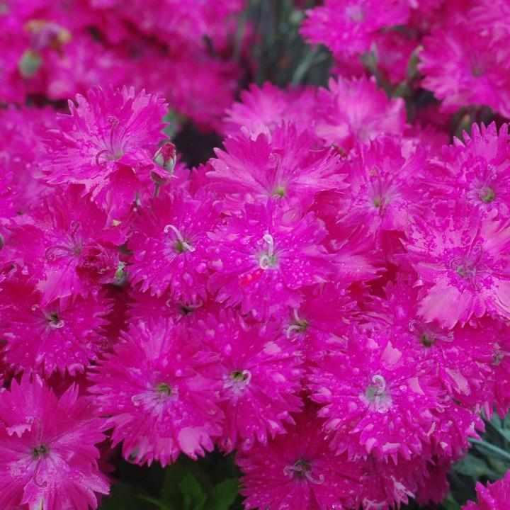 Neon Star Pinks