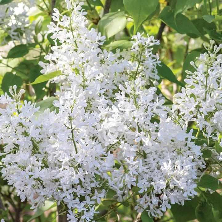 New Age White Lilac